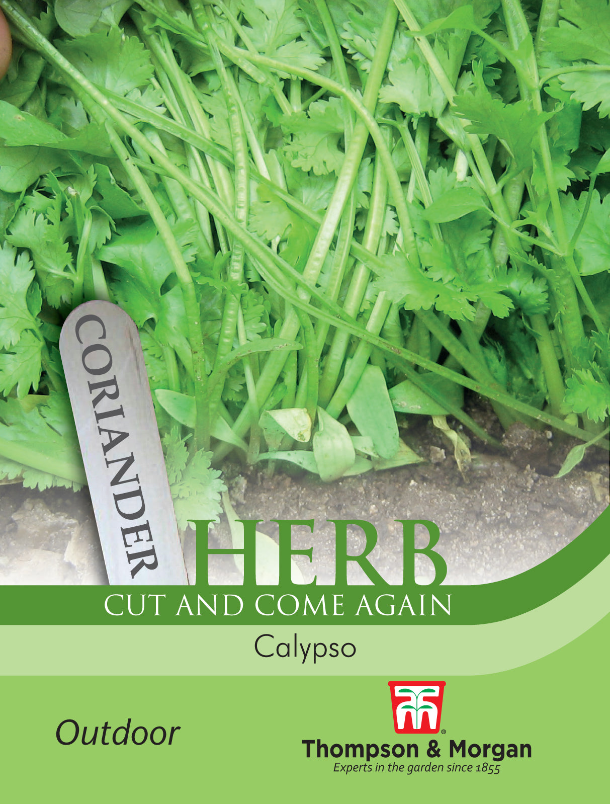 Thompson & Morgan - Herb Coriander Calypso Seeds