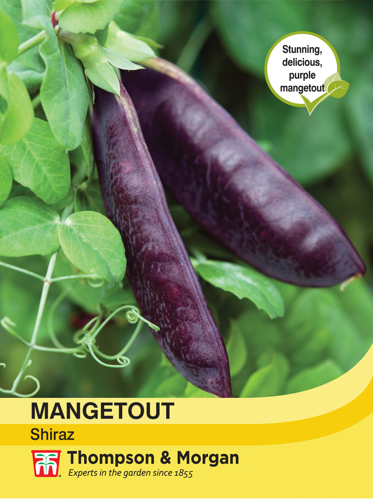 Thompson & Morgan - Mangetout Shiraz Seeds