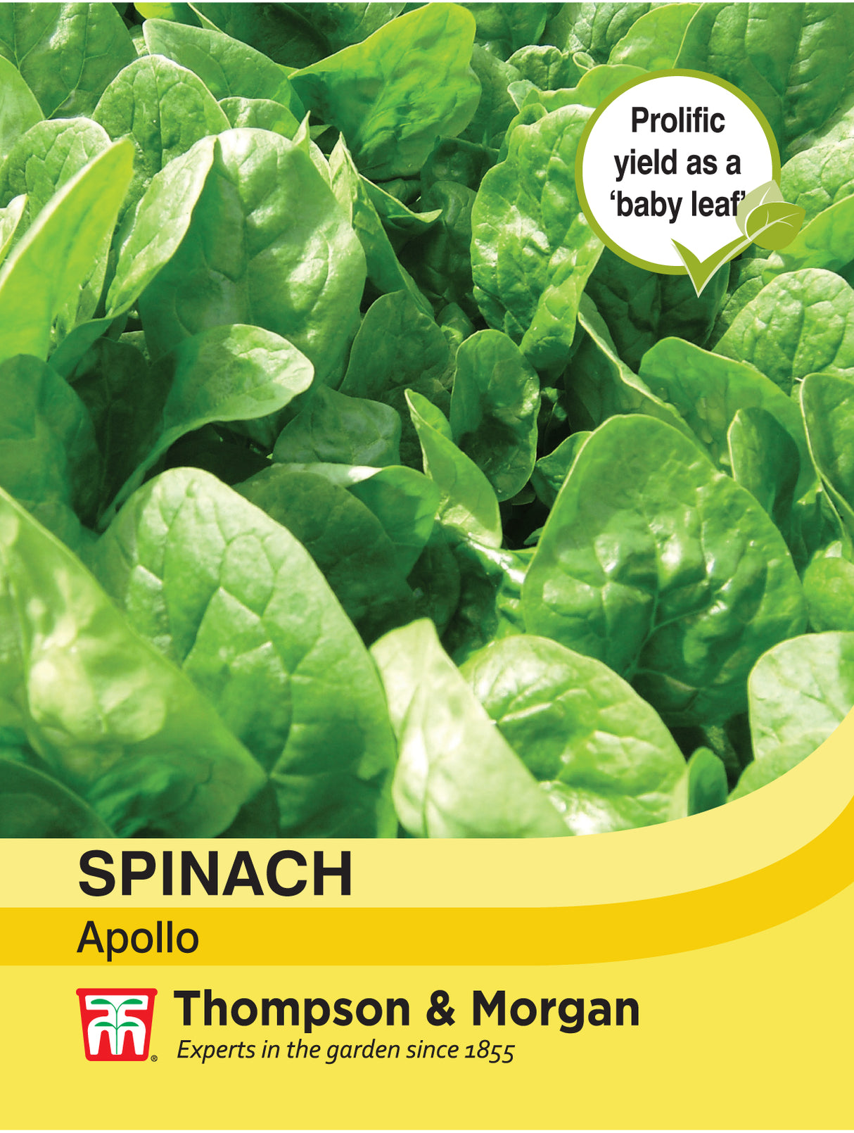 Thompson & Morgan - Spinach Apollo Seeds