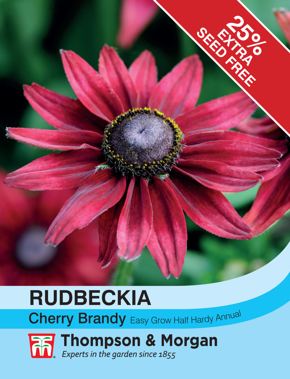 Thompson & Morgan - Rudbeckia Cherry Brandy Seeds
