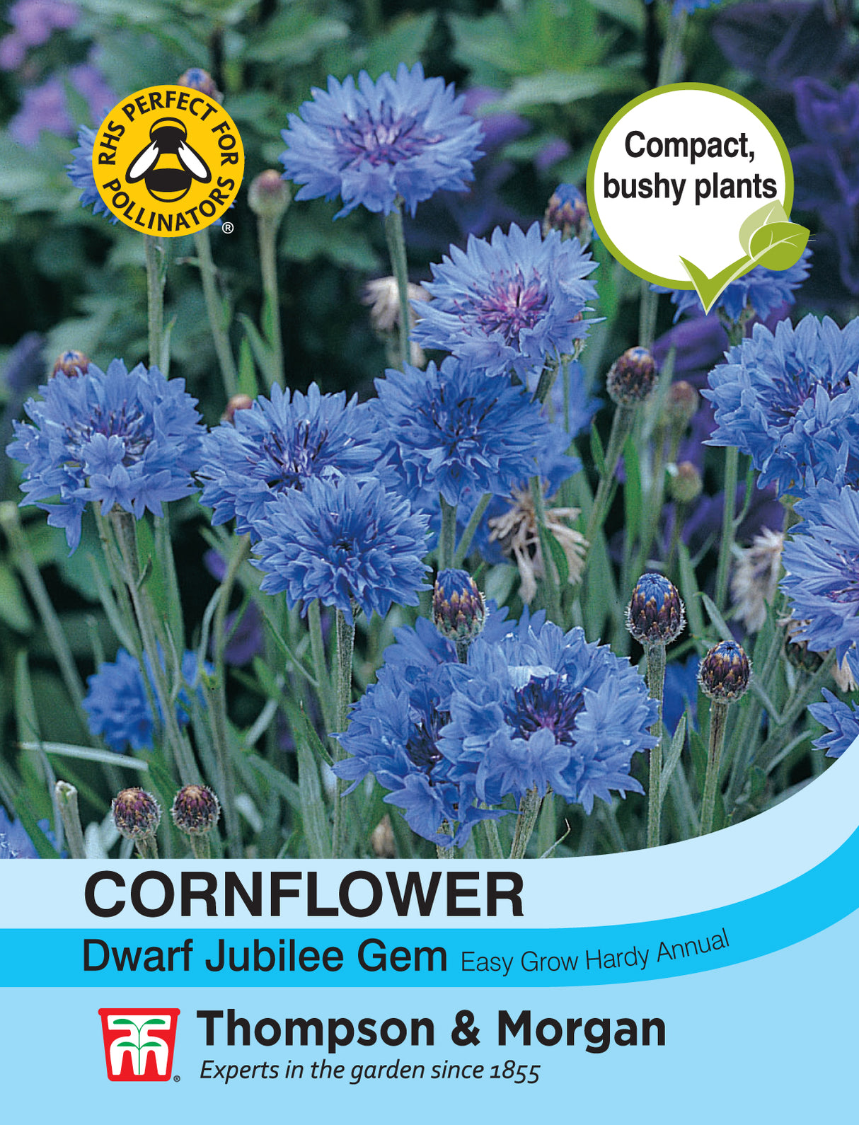 Thompson & Morgan - Cornflower Dwarf Jubilee Gem Seeds