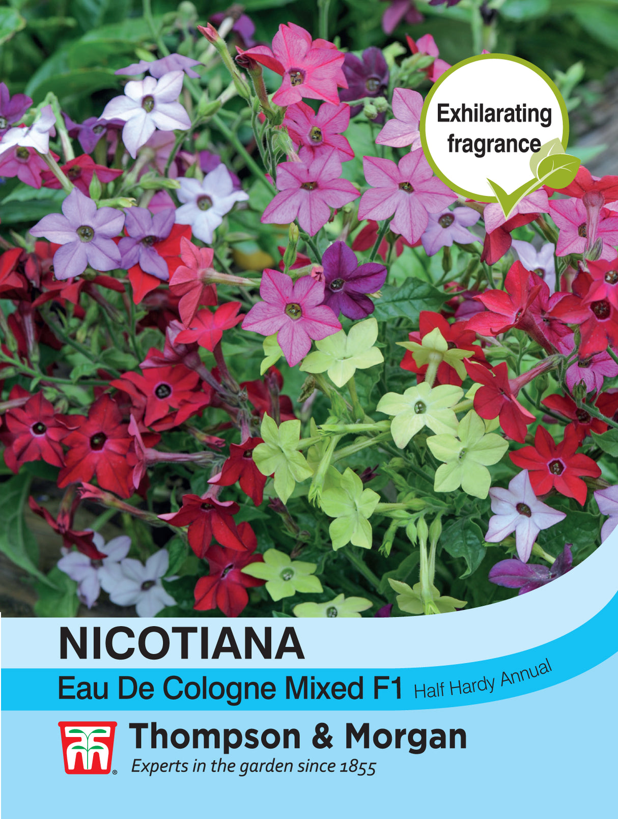 Thompson & Morgan - Nicotiana Eau de Cologne Mixed F1 Hybrid Seed
