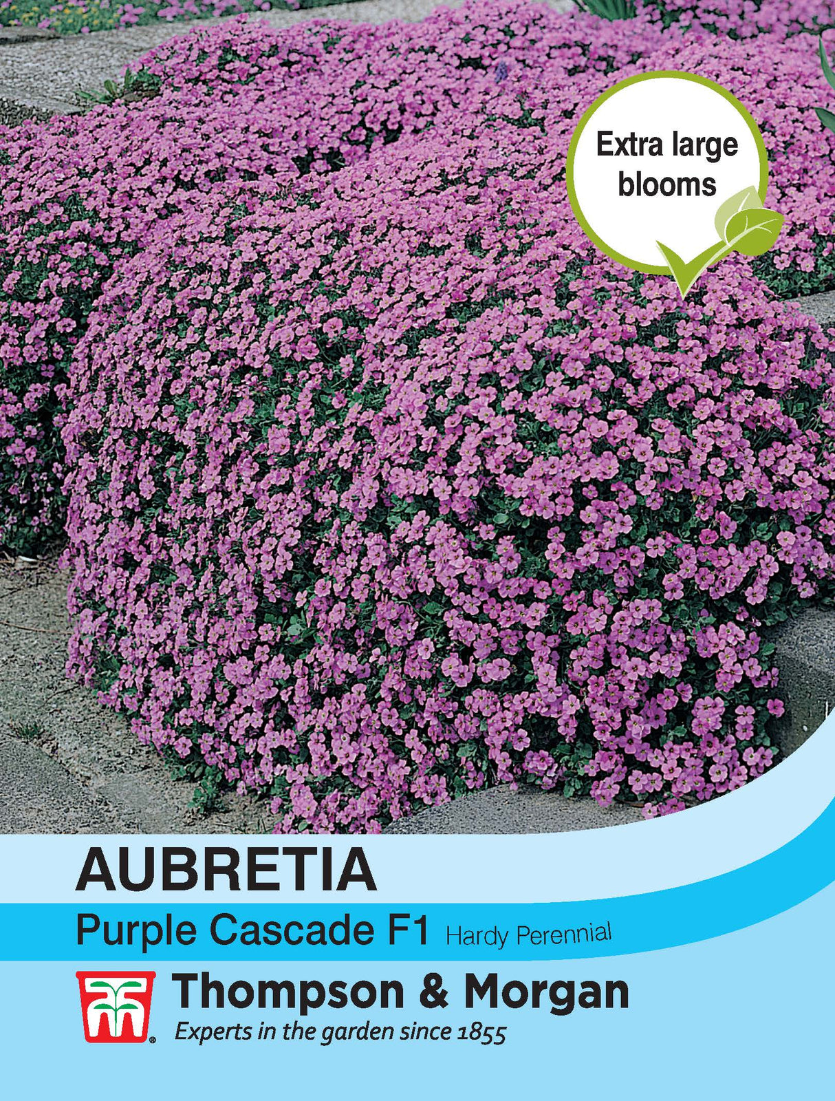 Thompson & Morgan - Aubrieta Purple Cascade Seeds