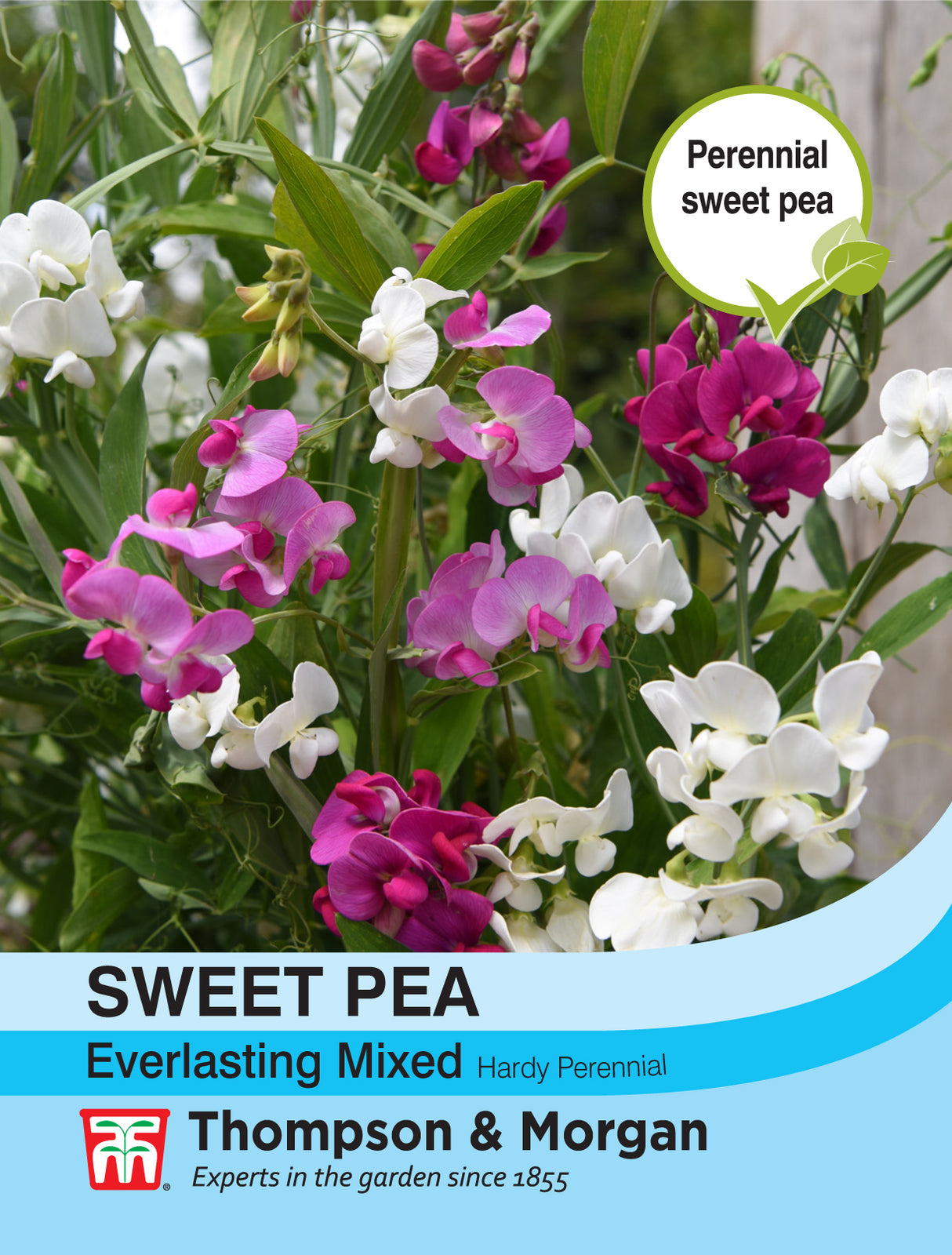 Thompson & Morgan - Sweet Pea Everlasting Mixed (Lathyrus) Seeds