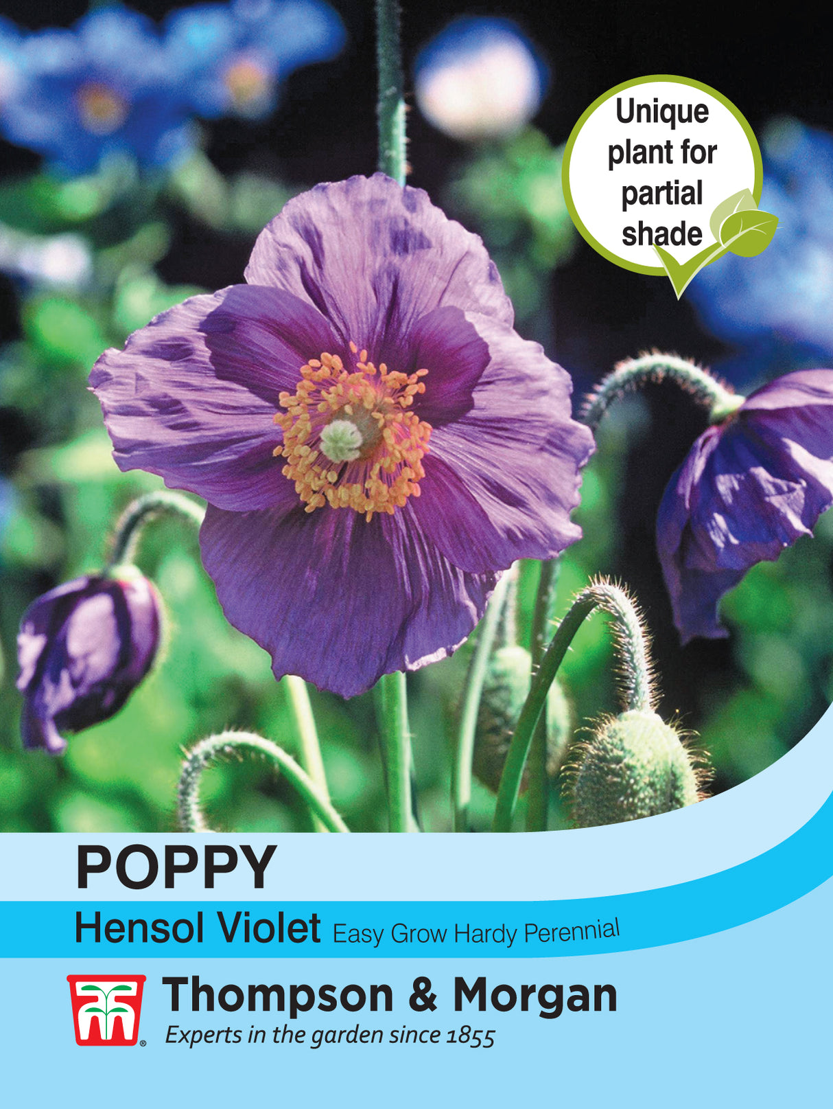 Thompson & Morgan - Poppy Hensol Violet Seeds