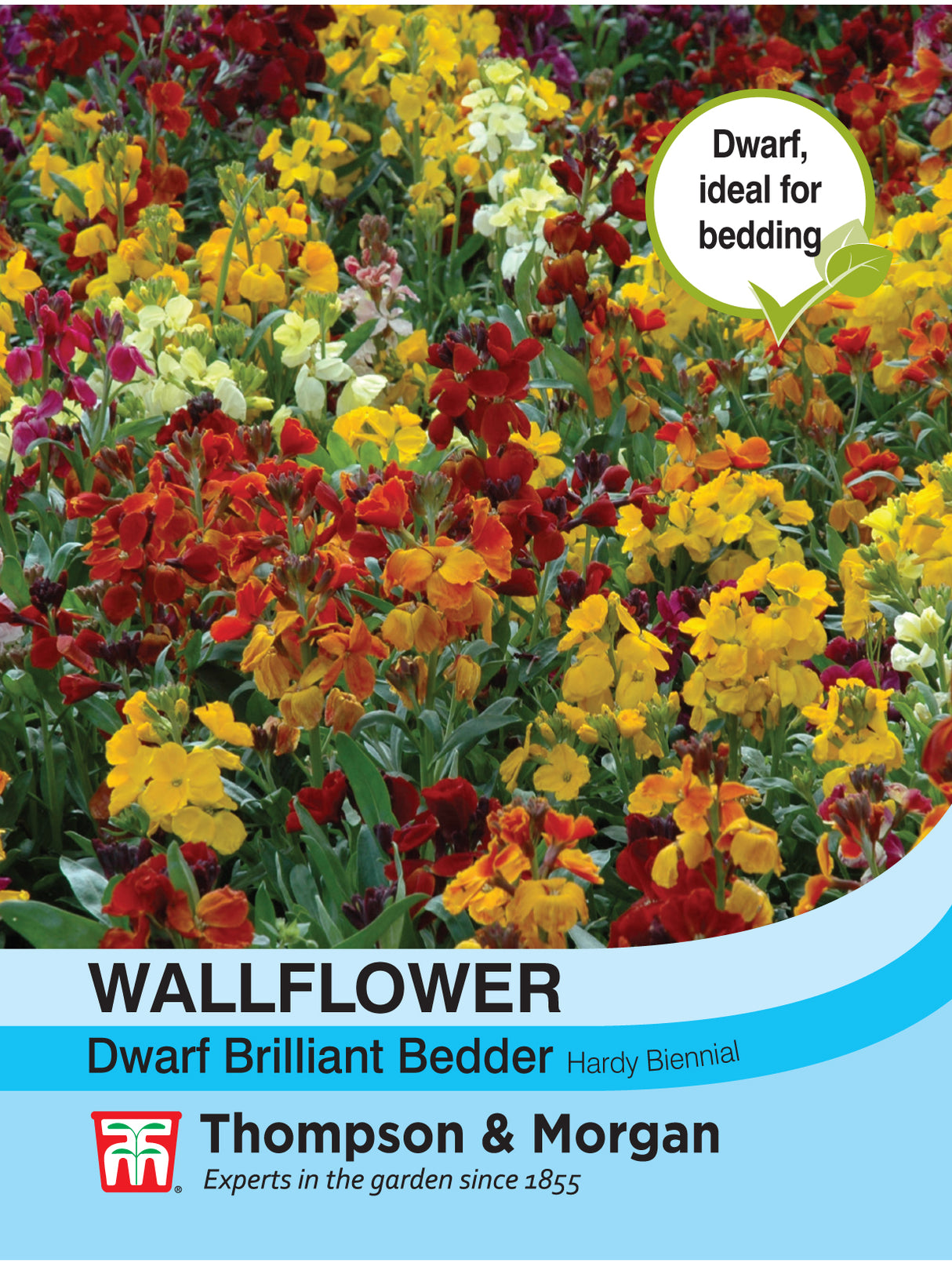 Thompson & Morgan - Wallflower Dwarf Brilliant Bedder Seeds