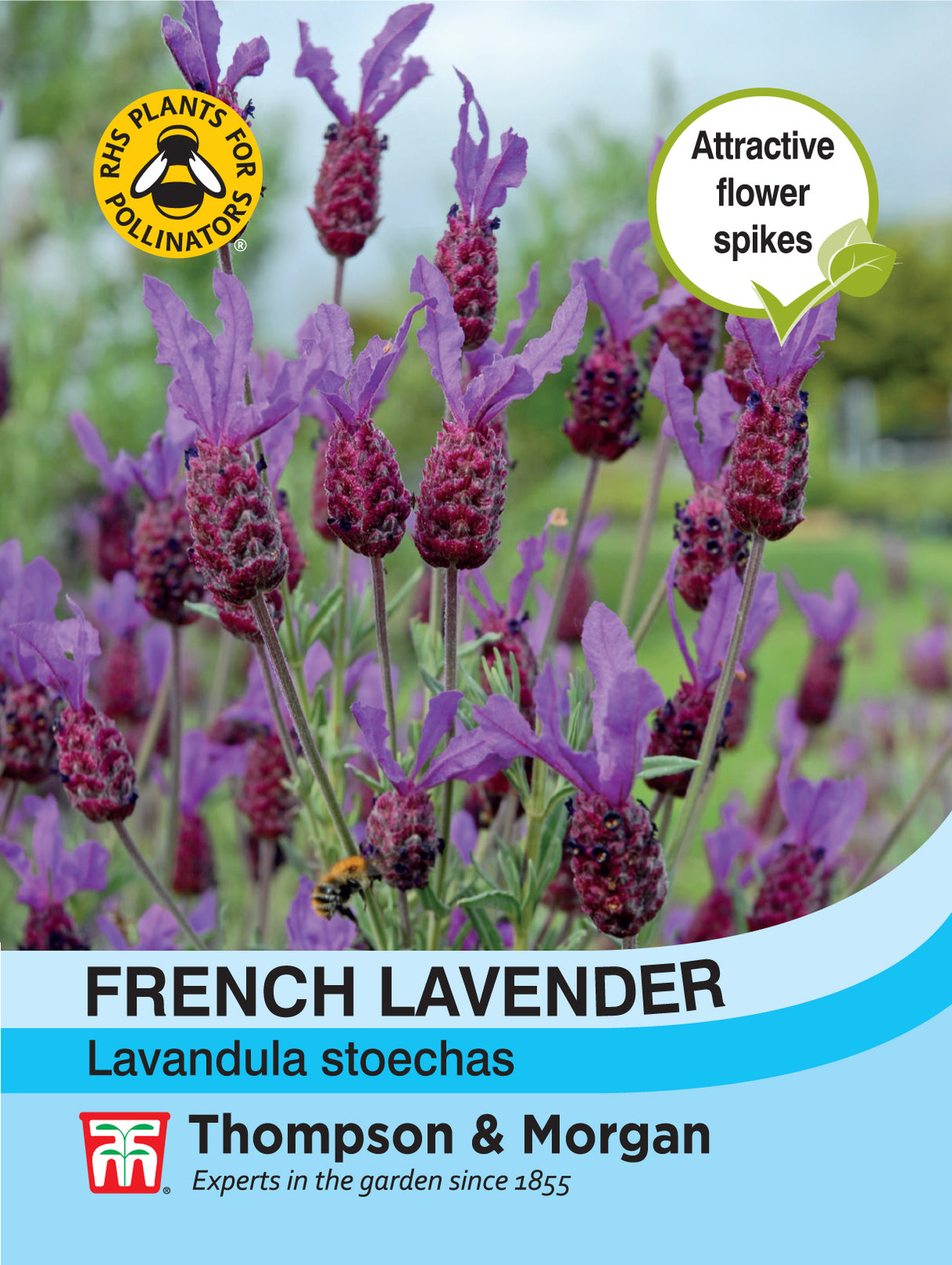 Thompson & Morgan - Lavender French Seeds