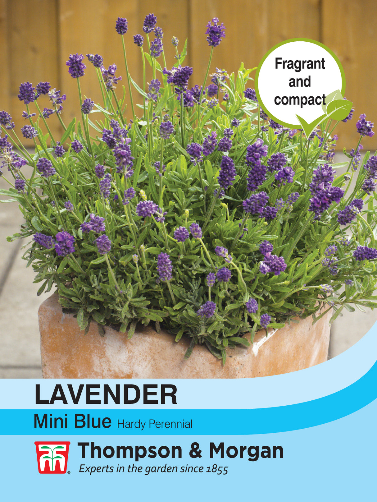 Thompson & Morgan - Lavender Mini Blue Seeds