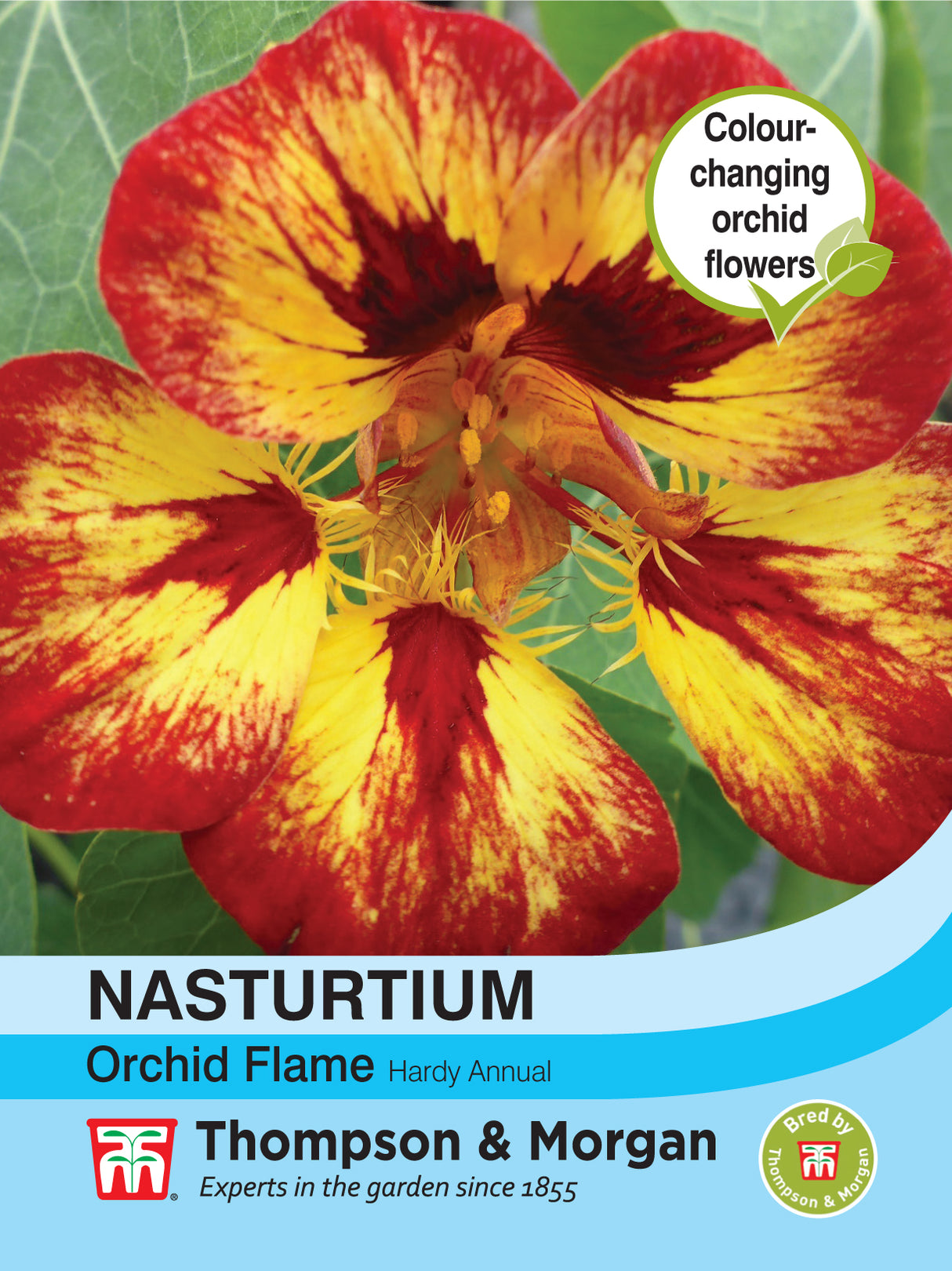 Thompson & Morgan - Nasturtium Orchid Flame Seeds