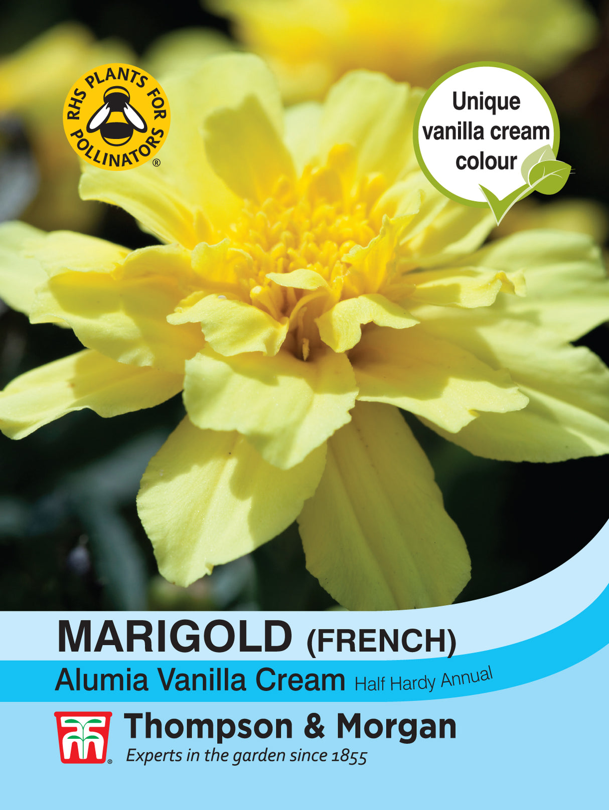 Thompson & Morgan - Marigold Alumia Vanilla Cream (French) Seeds