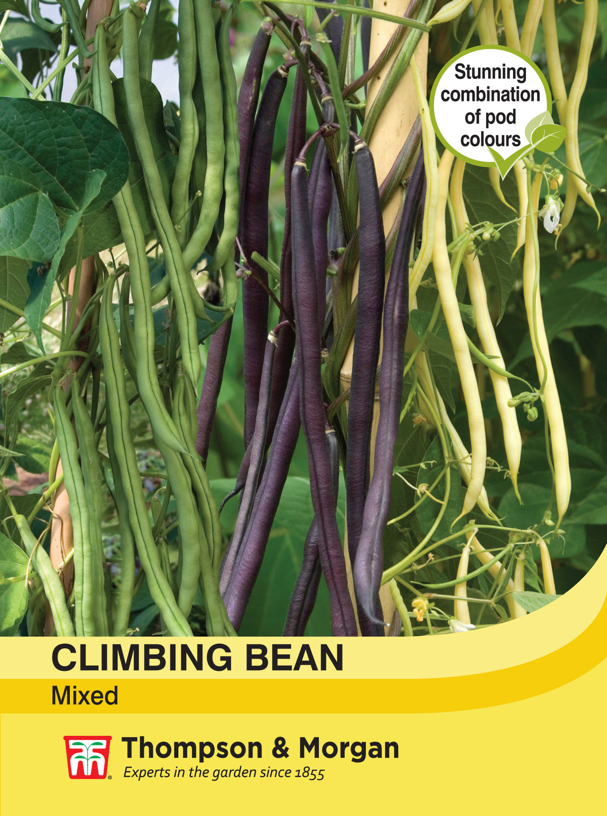 Thompson & Morgan - Climbing Bean Mixed Seeds