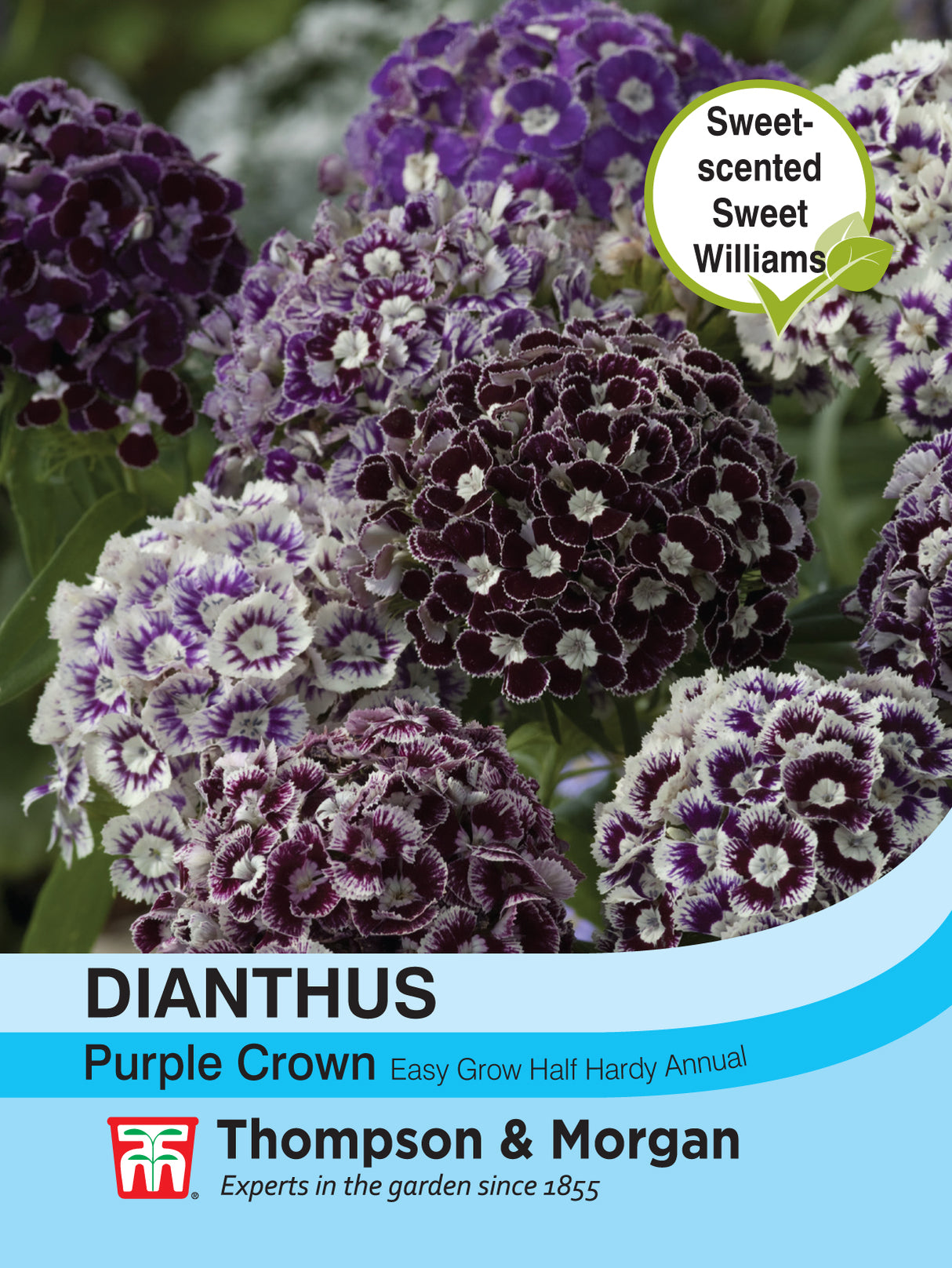 Thompson & Morgan - Dianthus Purple Crown Seeds