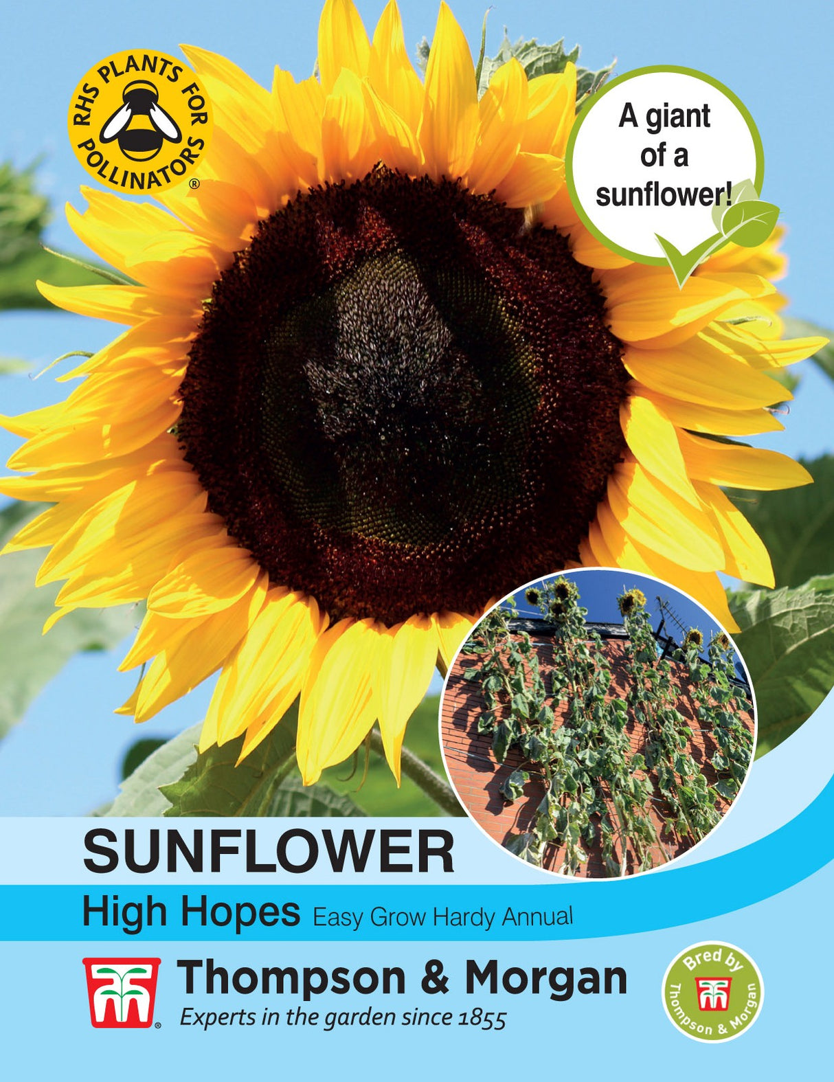 Thompson & Morgan - Sunflower High Hopes Seeds