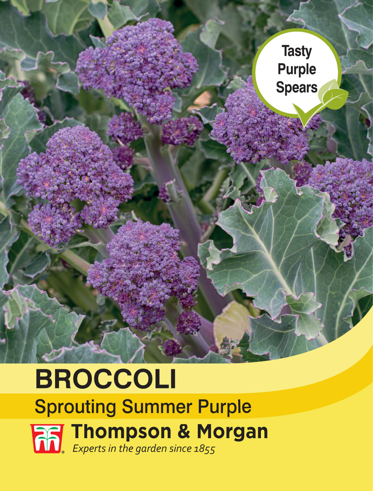 Thompson & Morgan - Broccoli Sprouting Summer Purple Seeds