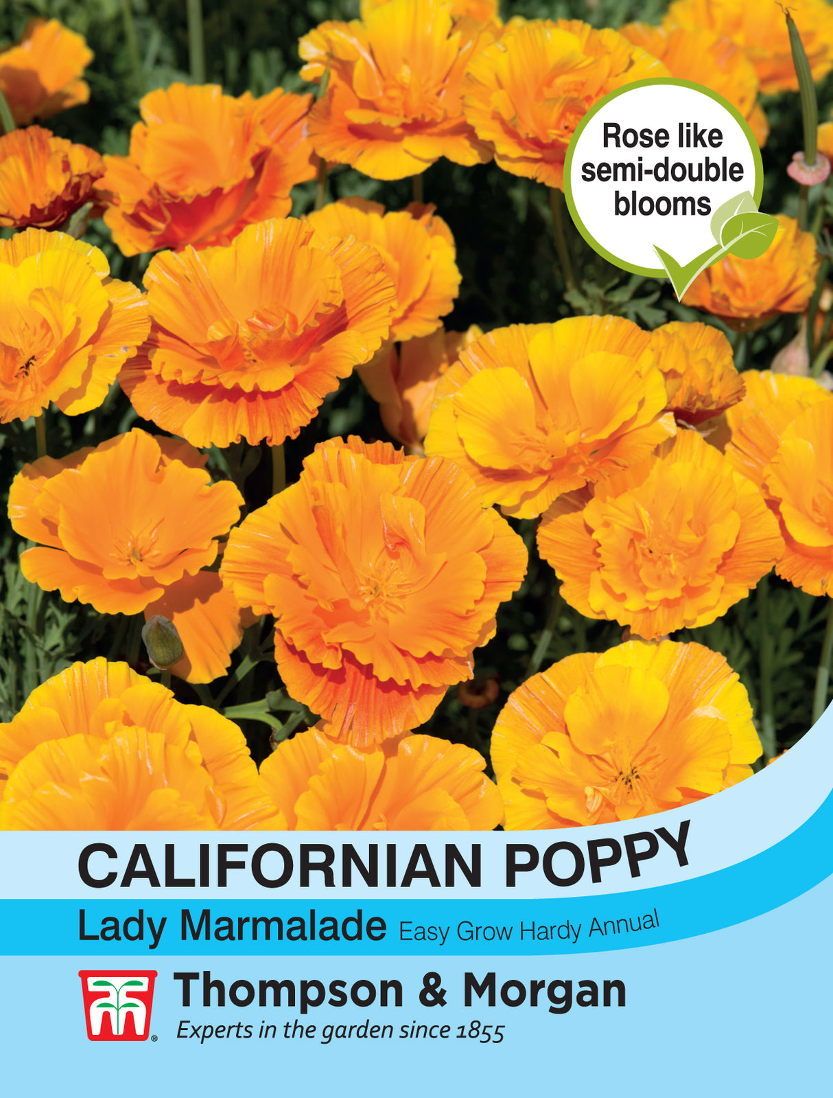 Thompson & Morgan - Californian Poppy Lady Marmalade