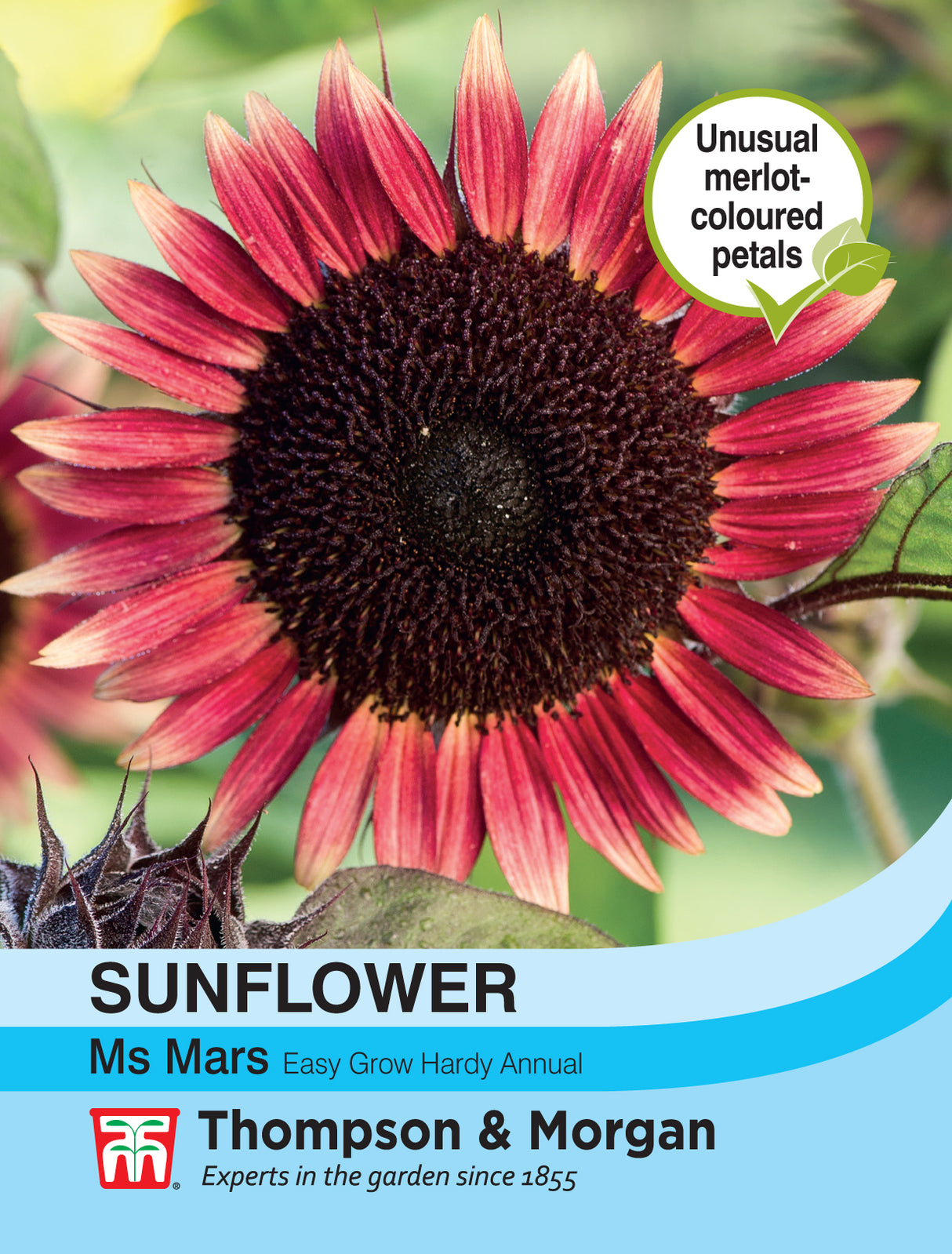 Thompson & Morgan - Sunflower Ms Mars Seeds