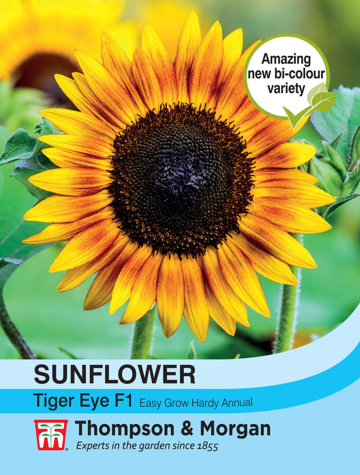 Thompson & Morgan - Sunflower Tiger Eye F1 Seeds