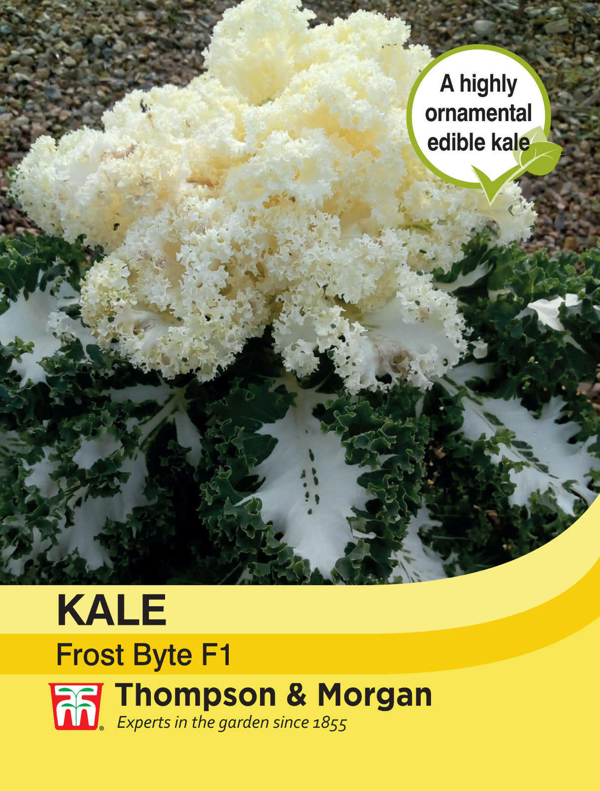 Thompson & Morgan - Kale Frost Byte F1 Seeds