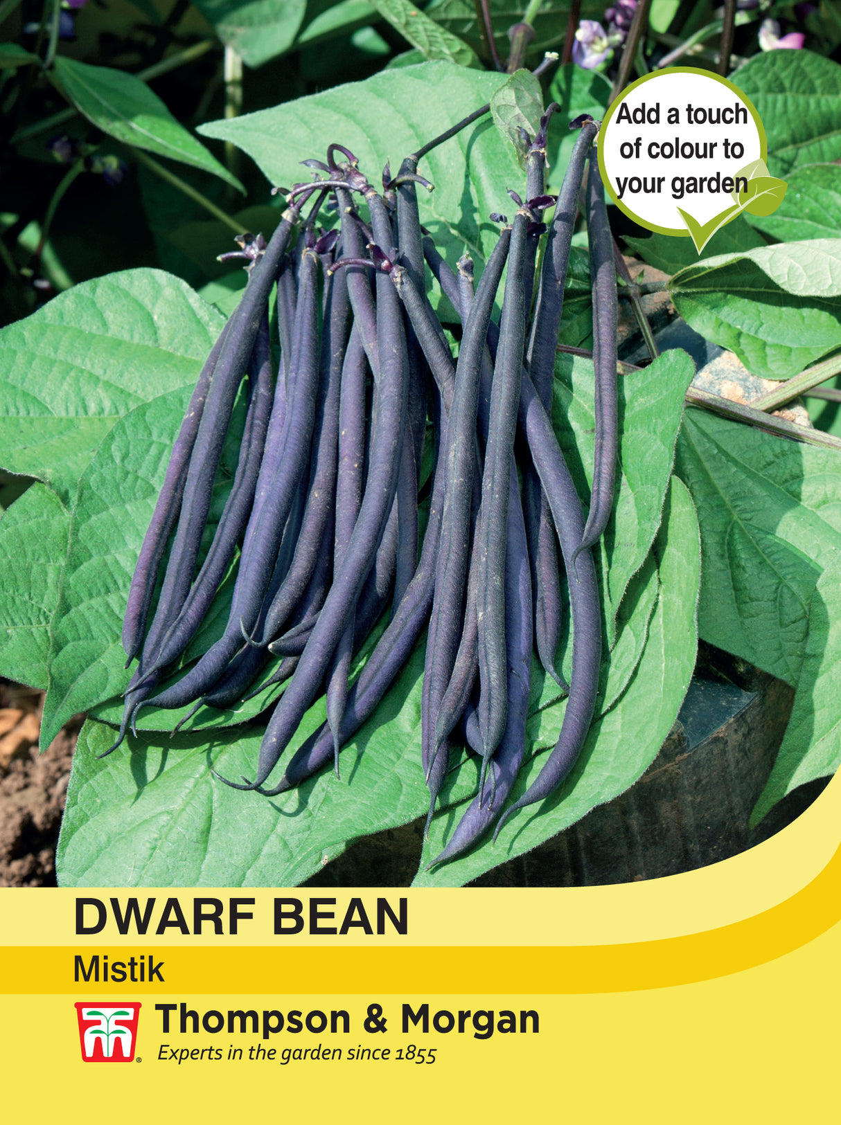 Thompson & Morgan - Dwarf Bean Mistik Seeds