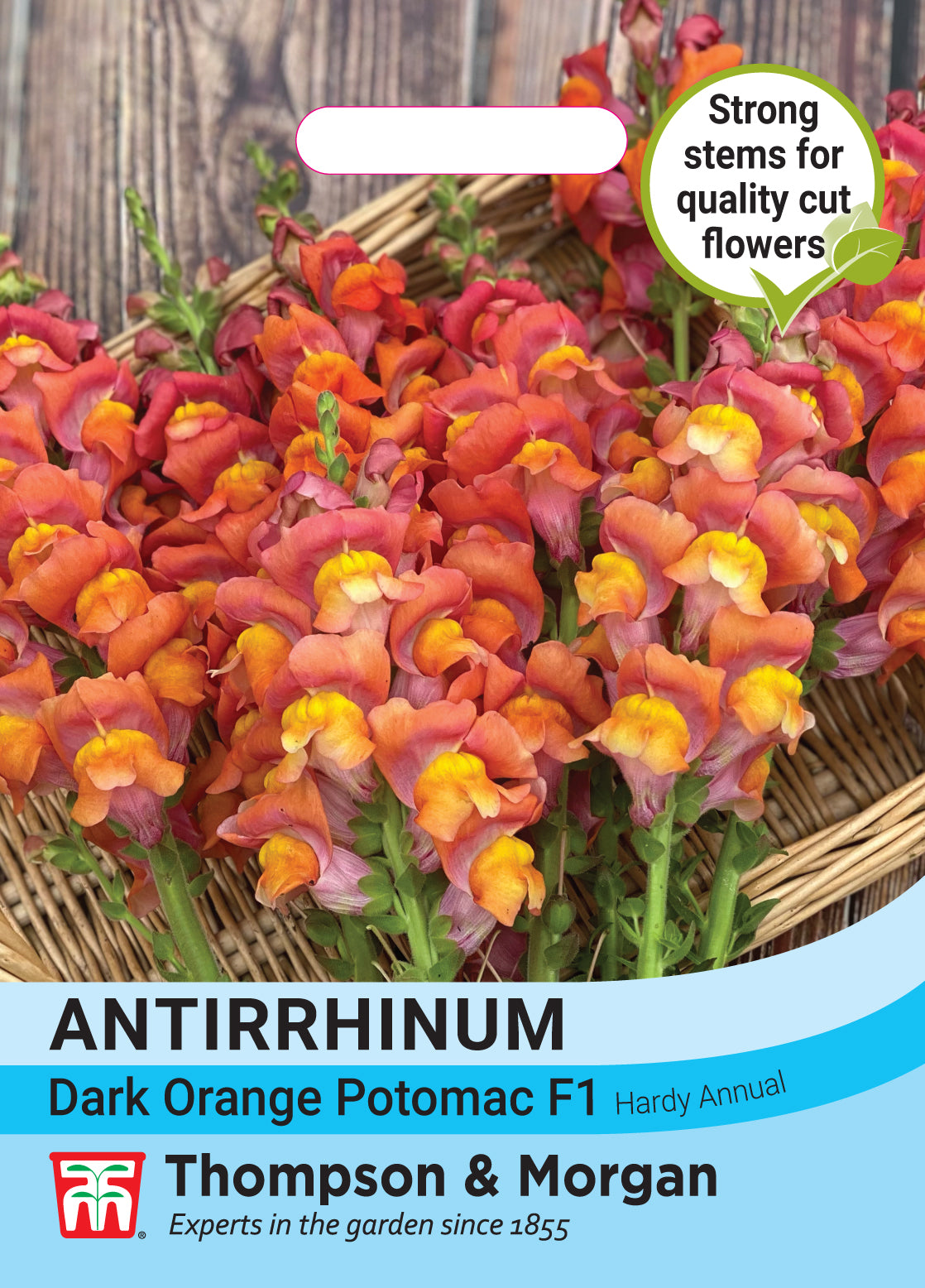 Thompson & Morgan - Antirrhinum Majud Dark Orange Potomac F1 Seeds