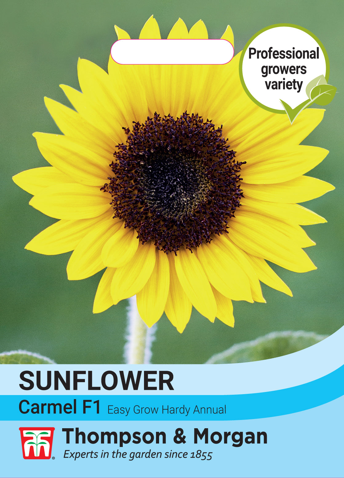 Thompson & Morgan - Sunflower Helianthus Annus Carmel F1 Seeds