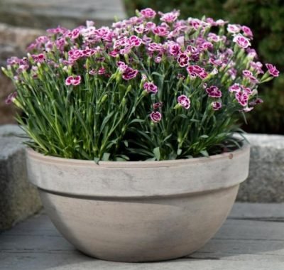 Levy Bowl - Basalt 26cm x 13cm