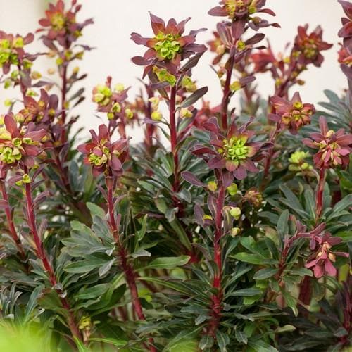 Ephorbia amy Purpurea 2L