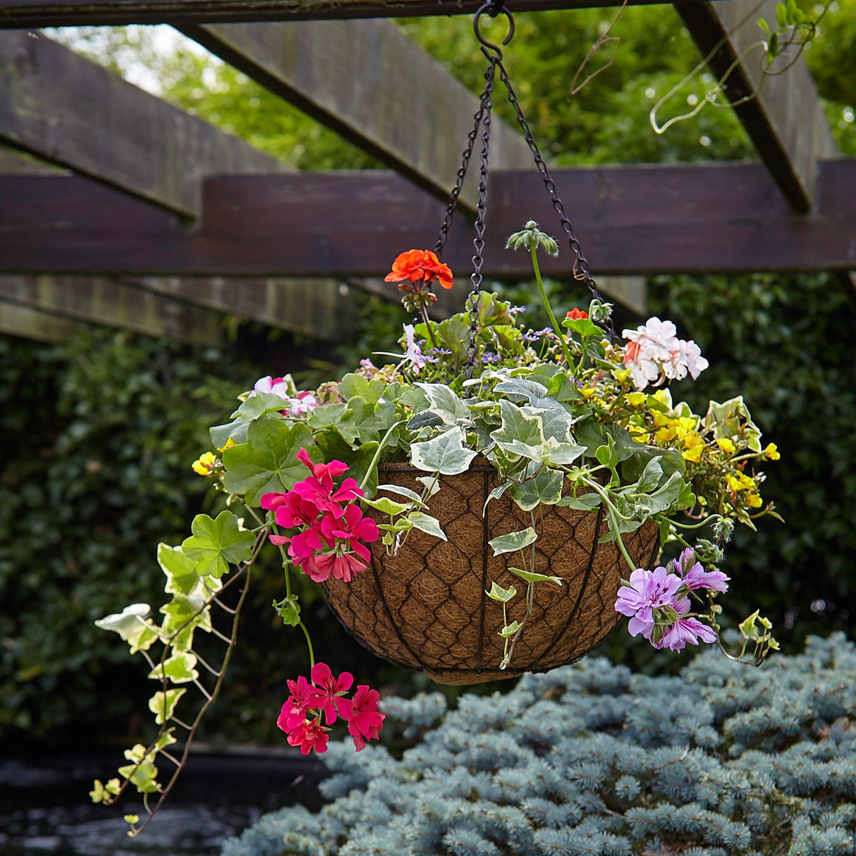 Tom Chambers Decorative Hanging Basket