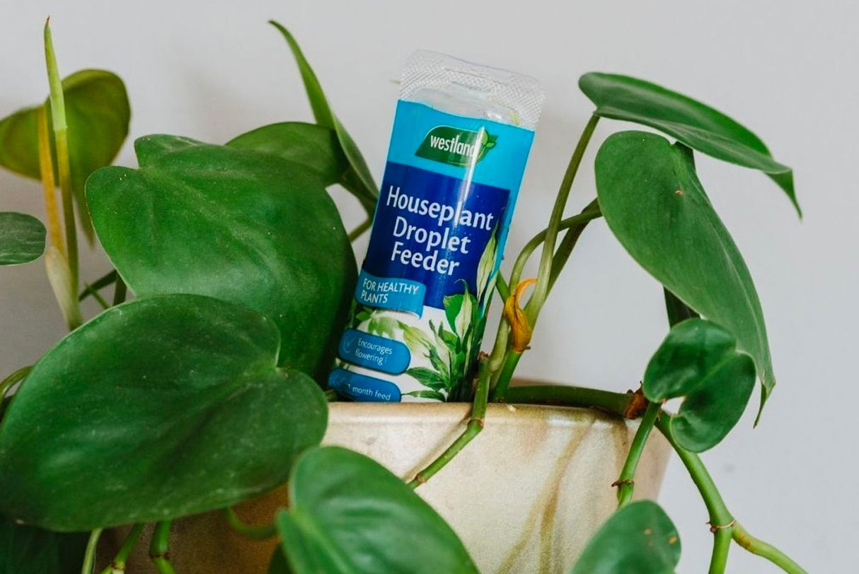 Houseplant Droplet Feeder 40ml