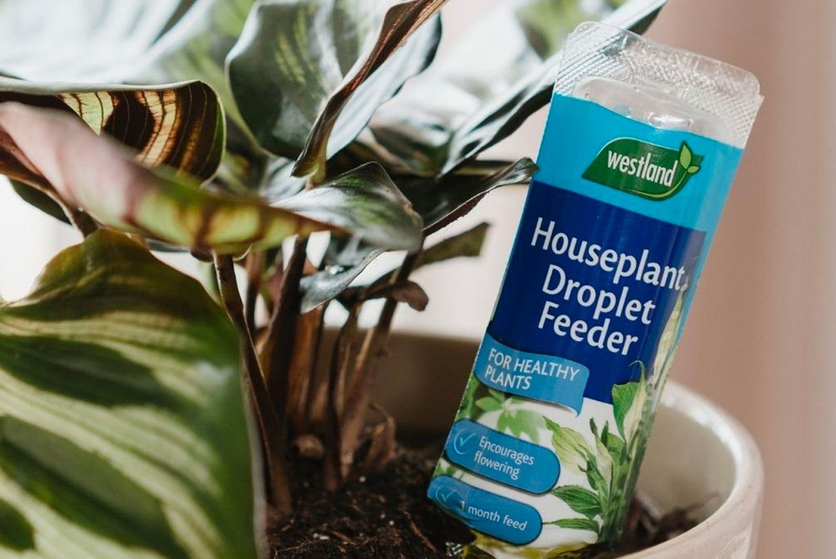Houseplant Droplet Feeder 40ml