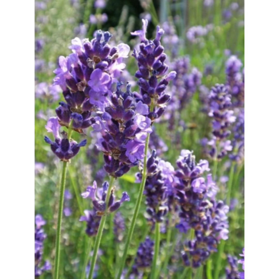 Lavandula Vera 1.5L