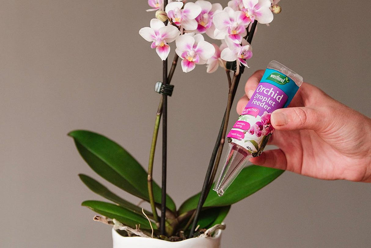 Orchid Droplet Feeder 40ml