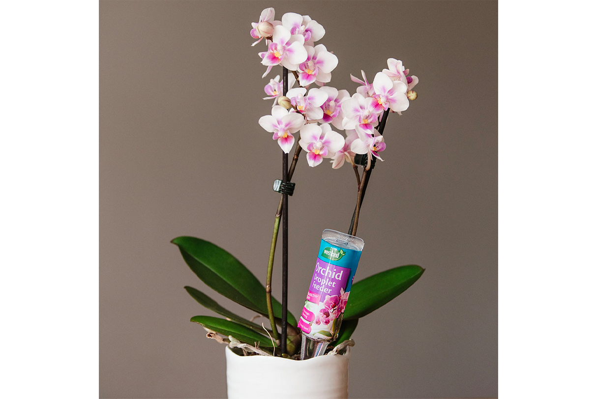 Orchid Droplet Feeder 40ml