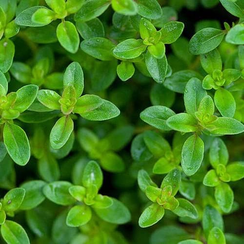 Thyme Lemon Scented 9cm