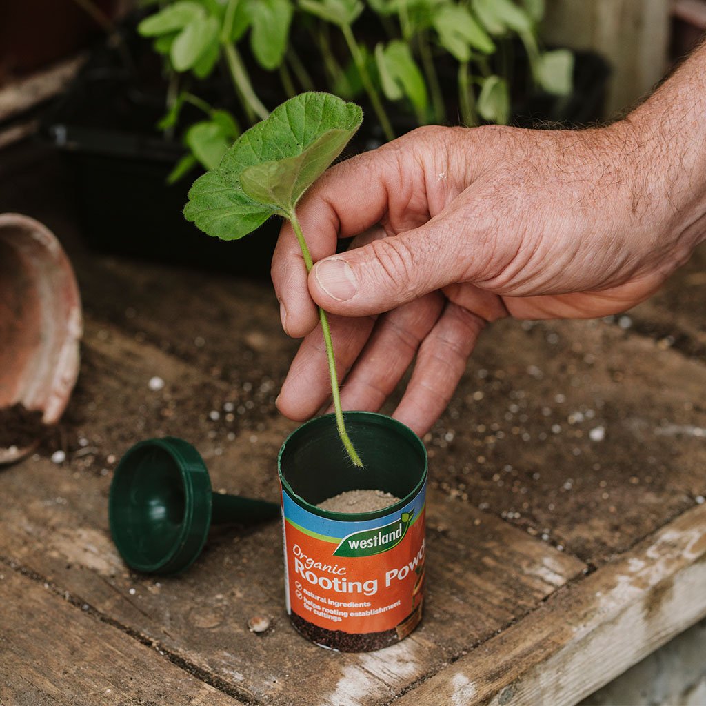 Westland Organic Rooting Powder 100G