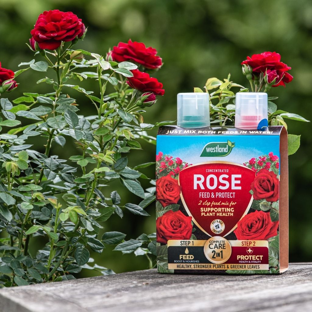 Westland Rose Feed & Protect 2x500ml