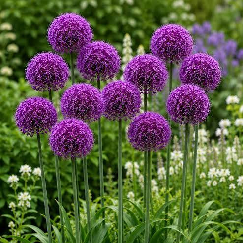 Allium Purple Sensation Bulbs 5 pack