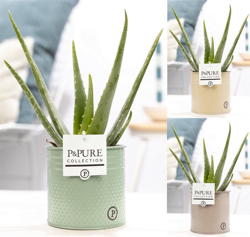 Aloe Vera in Zinc Pot 12cm