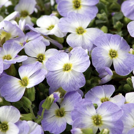 Aubrieta Bicolour 2L