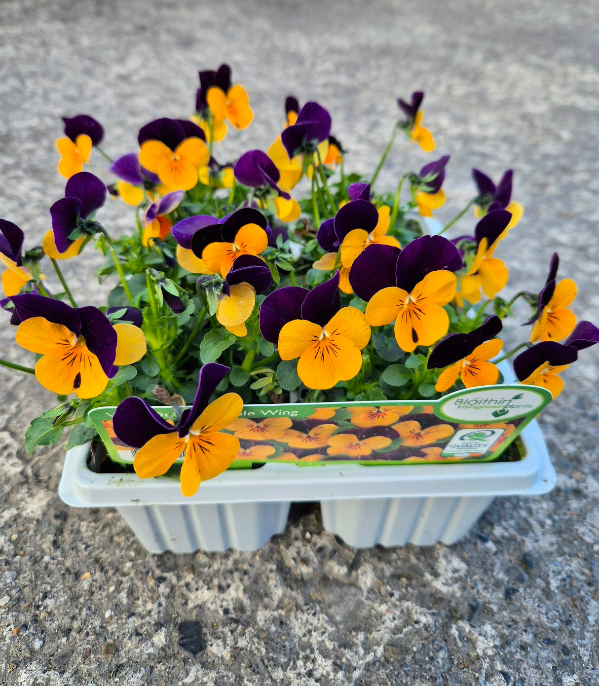 6 pack Bedding Plants
