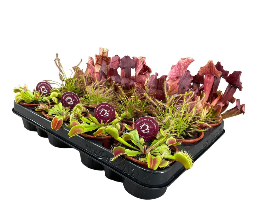 Carnivorous Plants - mixed types