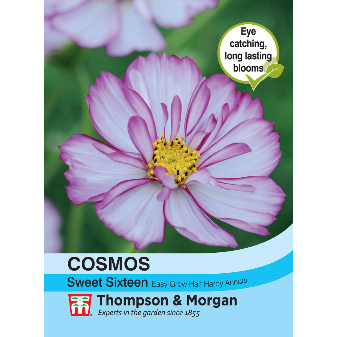 Thompson & Morgan - Cosmos Sweet Sixteen Seeds