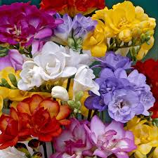 Freesia Double mix 15 pack