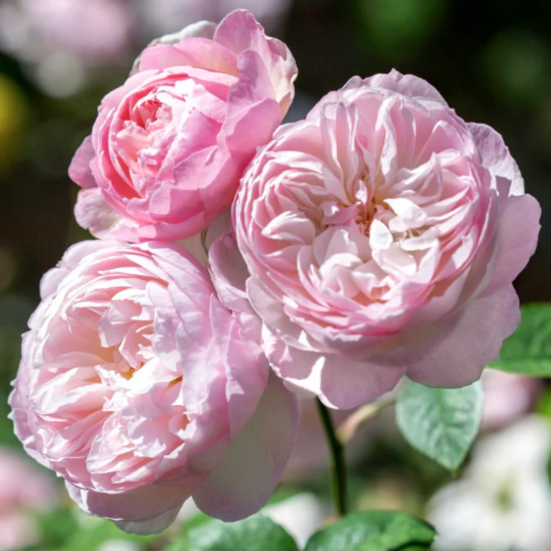 David Austin Gentle Hermione Rose 5ltrs