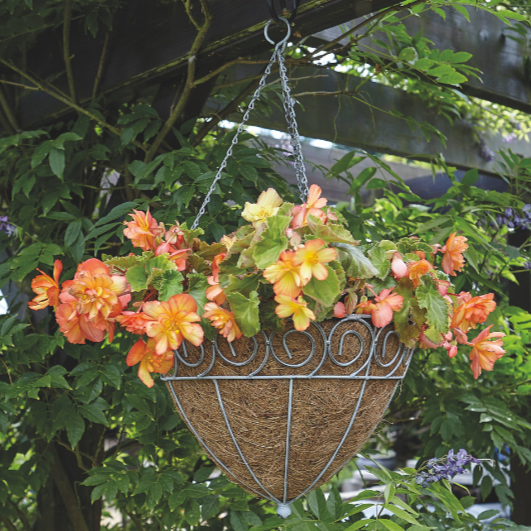 Tom Chambers Scrolled Cone Hanging Basket