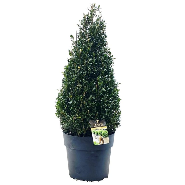 Ilex Crenata Luxus Pyramide 60-70cm