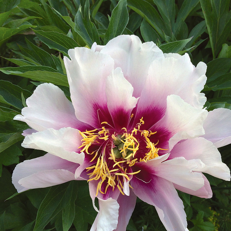 Paeonia 'Cora Louise'
