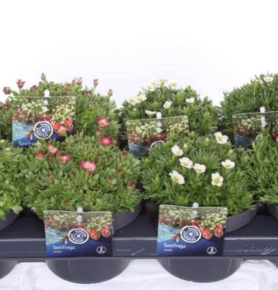 Saxifraga