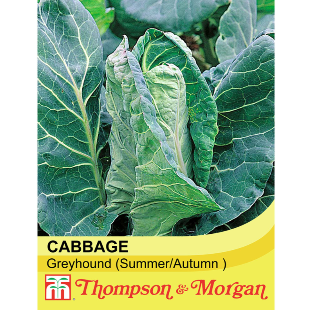 Thompson & Morgan - Cabbage Greyhound Seeds