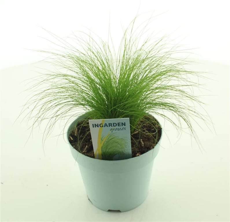 Stipa tenuissima 'Ponytails' 2L